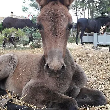 Гостевой дом Yurtas De Mongolia *